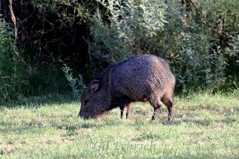 Javalina 2011_07_16_1570.JPG